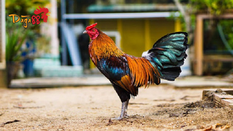 Bí Quyết Nuôi Gà Đá Cựa Sắt - Nuôi Gà Khỏe Mạnh, Chiến Thắng