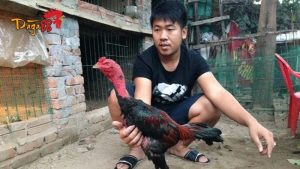 Đá Gà 88 – Nhà Cái Đá Gà Campuchia Trực Tuyến Uy Tín