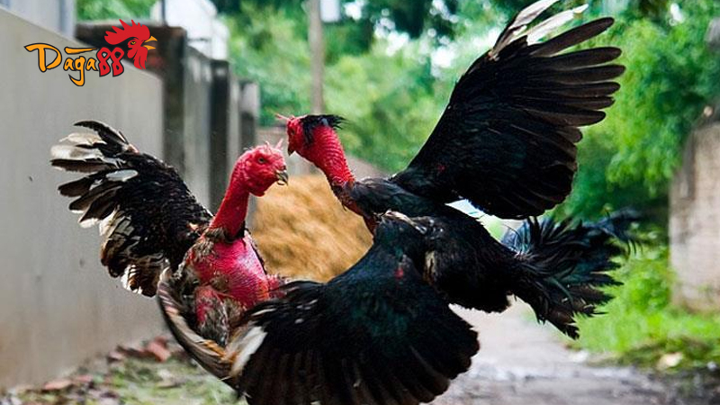 Cách Ép Cân Gà Đá - Kiến Thức Cần Biết Cho Người Nuôi Gà Cách Ép Cân Gà Đá - Kiến Thức Cần Biết Cho Người Nuôi Gà