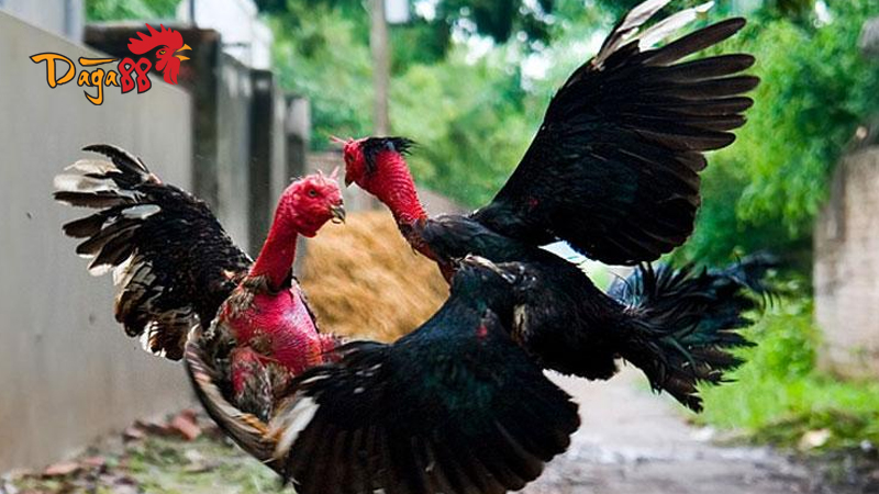 Cách Nuôi Gà Chiến Tốt Hiệu Quả - Bí Quyết Thành Công
