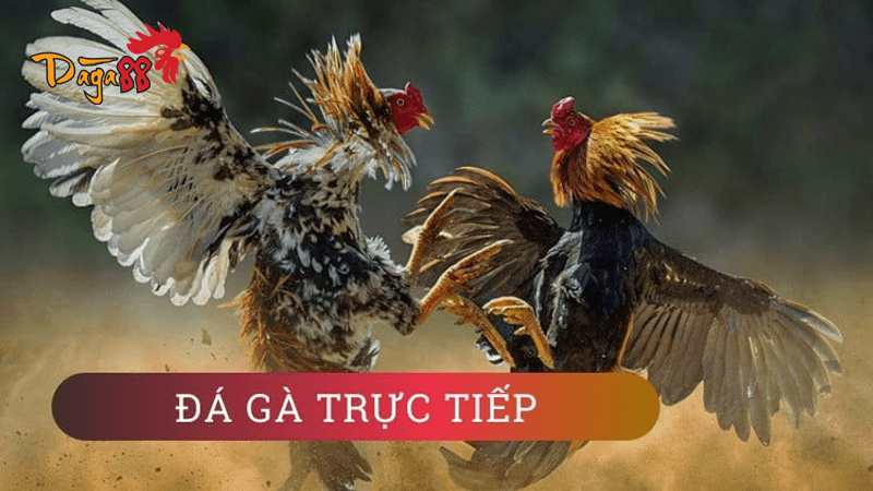 Đá Gà Cựa Dao Philippines - Khái Niệm, Quy Tắc Đá Gà Đá Gà Cựa Dao Philippines - Khái Niệm, Quy Tắc Đá Gà