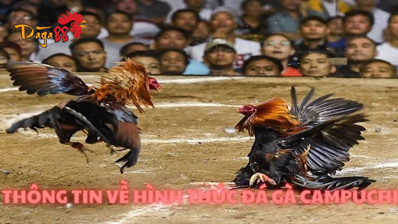 Đá Gà Cựa Sắt Campuchia Trực Tiếp Hôm Nay cùng Đá Gà 88 Đá Gà Cựa Sắt Campuchia Trực Tiếp Hôm Nay cùng Đá Gà 88