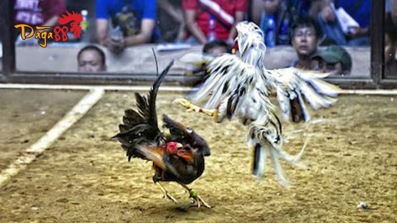 Đá Gà Cựa Sắt Ở Campuchia Có Gì Hấp Dẫn Người Chơi