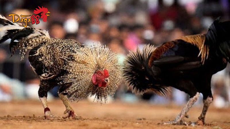 Đá Gà Cựa Sắt Thomo C1 - Khái niệm và các thuật ngữ liên quan Đá Gà Cựa Sắt Thomo C1 - Khái niệm và các thuật ngữ liên quan