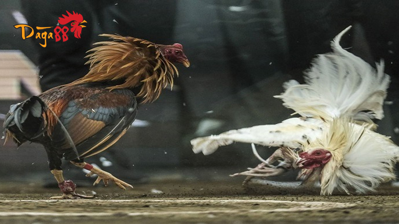 Đá Gà Cựa Sắt Thomo C1 - Khái niệm và các thuật ngữ liên quan Đá Gà Cựa Sắt Thomo C1 - Khái niệm và các thuật ngữ liên quan