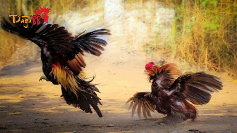 Đá Gà Cựa Sắt Thomo C1 - Khái niệm và các thuật ngữ liên quan Đá Gà Cựa Sắt Thomo C1 - Khái niệm và các thuật ngữ liên quan