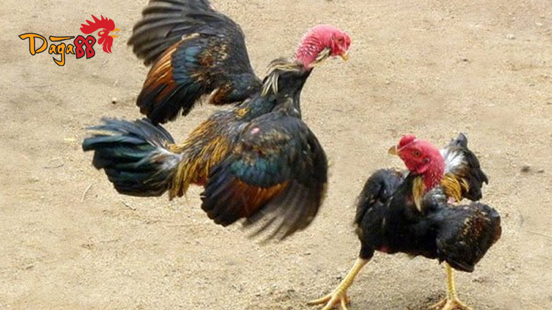 Đá Gà Cựa Tròn - Khái niệm và mẹo đá gà thắng nhanh Đá Gà Cựa Tròn - Khái niệm và mẹo đá gà thắng nhanh