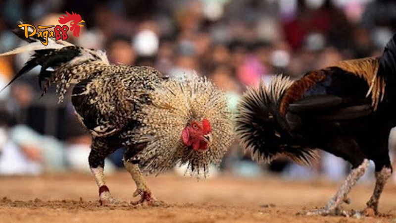 Trải Nghiệm Đá Gà Thomo - Nơi Quy Tụ Cao Thủ Lâu Năm Trải Nghiệm Đá Gà Thomo - Nơi Quy Tụ Cao Thủ Lâu Năm