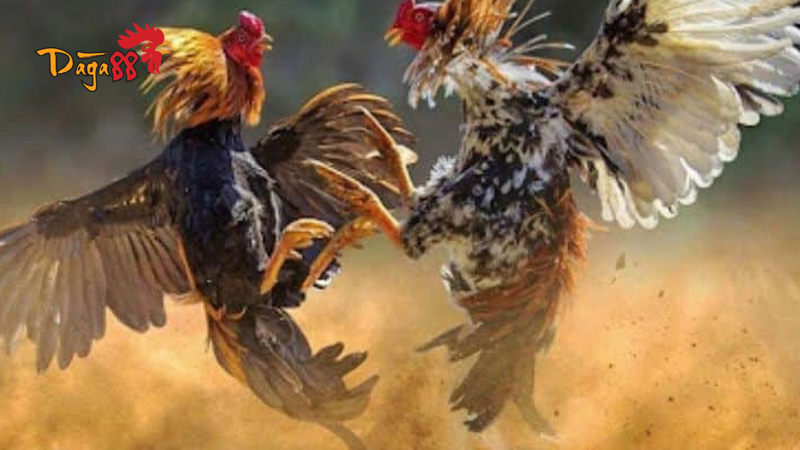 Trải Nghiệm Đá Gà Thomo - Nơi Quy Tụ Cao Thủ Lâu Năm Trải Nghiệm Đá Gà Thomo - Nơi Quy Tụ Cao Thủ Lâu Năm