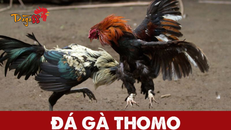 Đá Gà Thomo Cựa Dao - Huyền Thoại Đá Gà Campuchia Đá Gà Thomo Cựa Dao - Huyền Thoại Đá Gà Campuchia