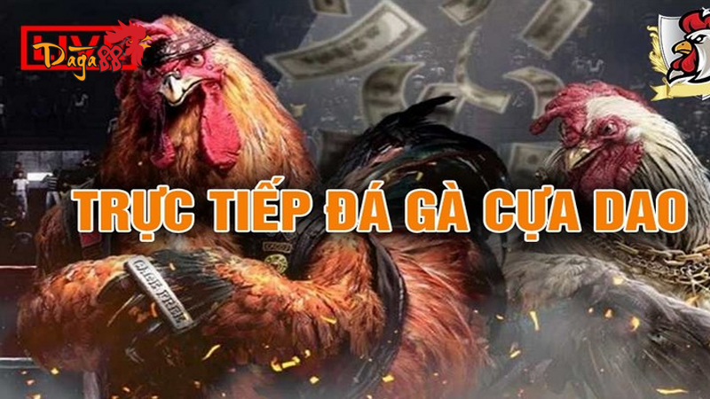 Đá Gà Thomo Cựa Dao - Huyền Thoại Đá Gà Campuchia Đá Gà Thomo Cựa Dao - Huyền Thoại Đá Gà Campuchia