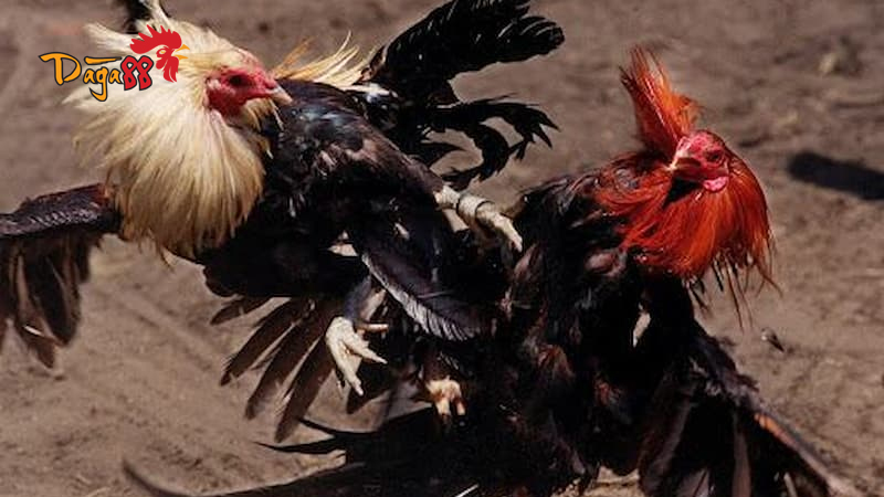 Đá Gà Thomo Cựa Dao - Huyền Thoại Đá Gà Campuchia Đá Gà Thomo Cựa Dao - Huyền Thoại Đá Gà Campuchia