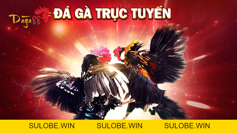 Đá Gà Casino - Sự Kết Hợp Hoàn Hảo Giữa May Rủi & Kỹ Năng