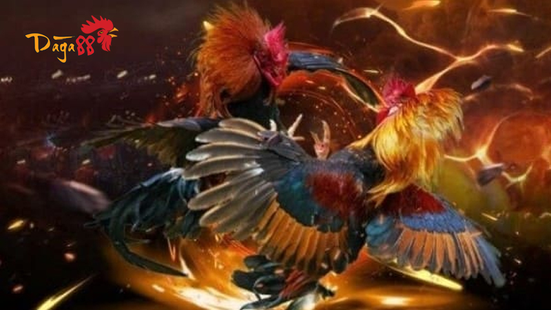 Đăng Ký Đá Gà 88 - Tham Gia Ngay, Trải Nghiệm Thú Vị