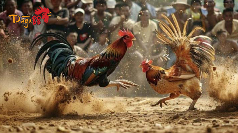 Khám Phá Đá Gà Cựa Sắt Hôm Nay Cùng Thuật Ngữ Hay