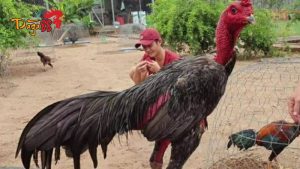 Đá Gà 88 – Nhà Cái Đá Gà Campuchia Trực Tuyến Uy Tín