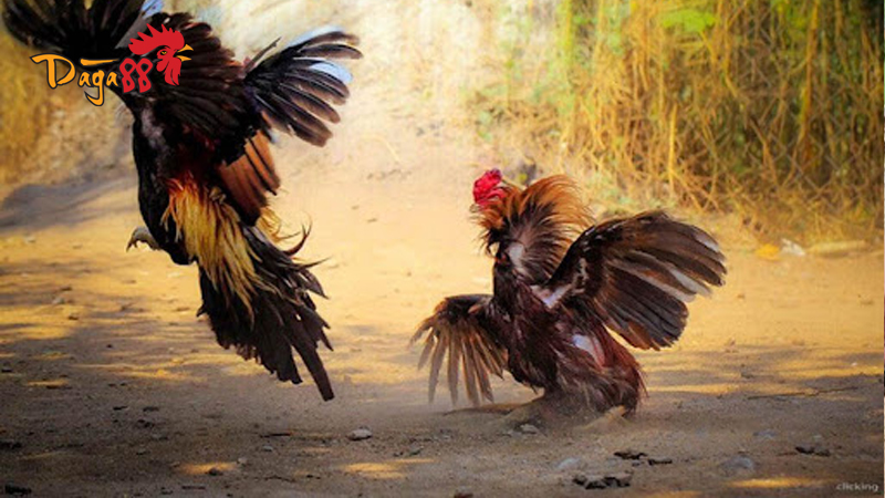 Kinh Nghiệm Chọn Kèo Đá Gà Trực Tiếp Cựa Dao Chuẩn Xác Kinh Nghiệm Chọn Kèo Đá Gà Trực Tiếp Cựa Dao Chuẩn Xác