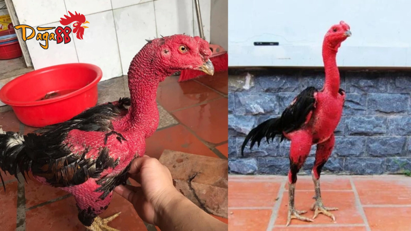 Kinh Nghiệm Vào Nghề Và Ôm Gà - Chia Sẻ Kinh Nghiệm Quý Giá