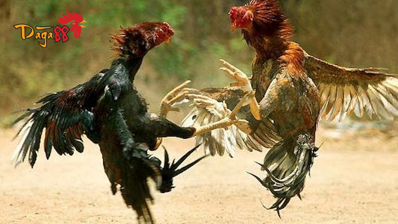 Luật Chơi Đá Gà Mỹ Chi Tiết Và Các Thuật Ngữ Hay Gặp Luật Chơi Đá Gà Mỹ Chi Tiết Và Các Thuật Ngữ Hay Gặp