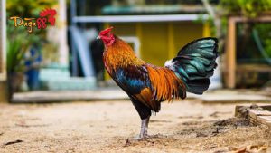 Đá Gà 88 – Nhà Cái Đá Gà Campuchia Trực Tuyến Uy Tín