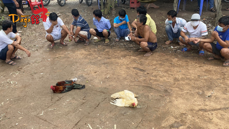 Xem Ngay Đá Gà Cựa Sắt - Phong Thuỷ trước trận đấu