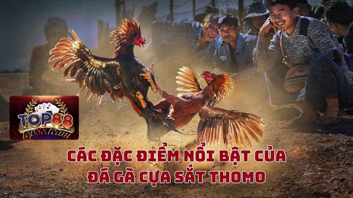 Dagacuasat - Cùng Top88 Tìm Hiểu Đá Gà Cựa Sắt Hôm Nay Bên Thomo