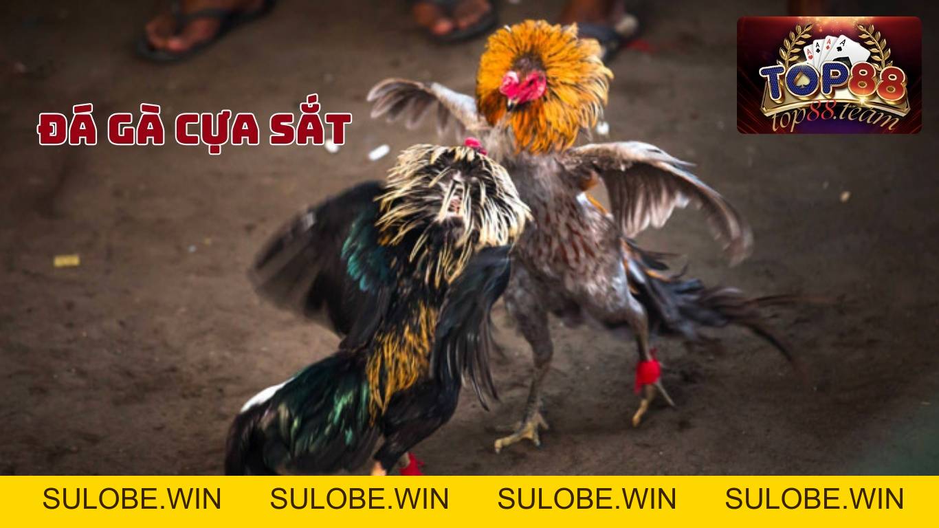 Mẹo chơi game bài đại gia top88 chuyên sâu chuẩn xác