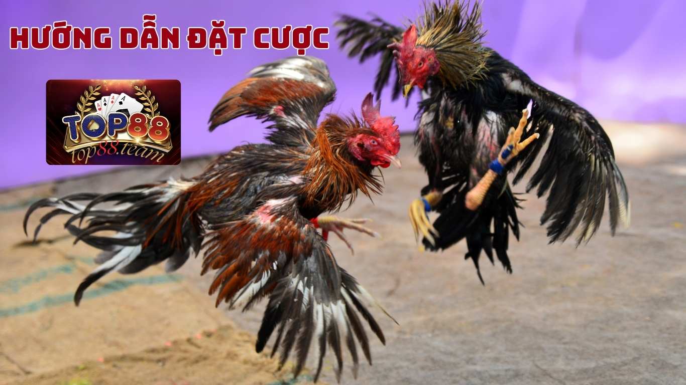 Dagacuasat - Cùng Top88 Tìm Hiểu Đá Gà Cựa Sắt Hôm Nay Bên Thomo