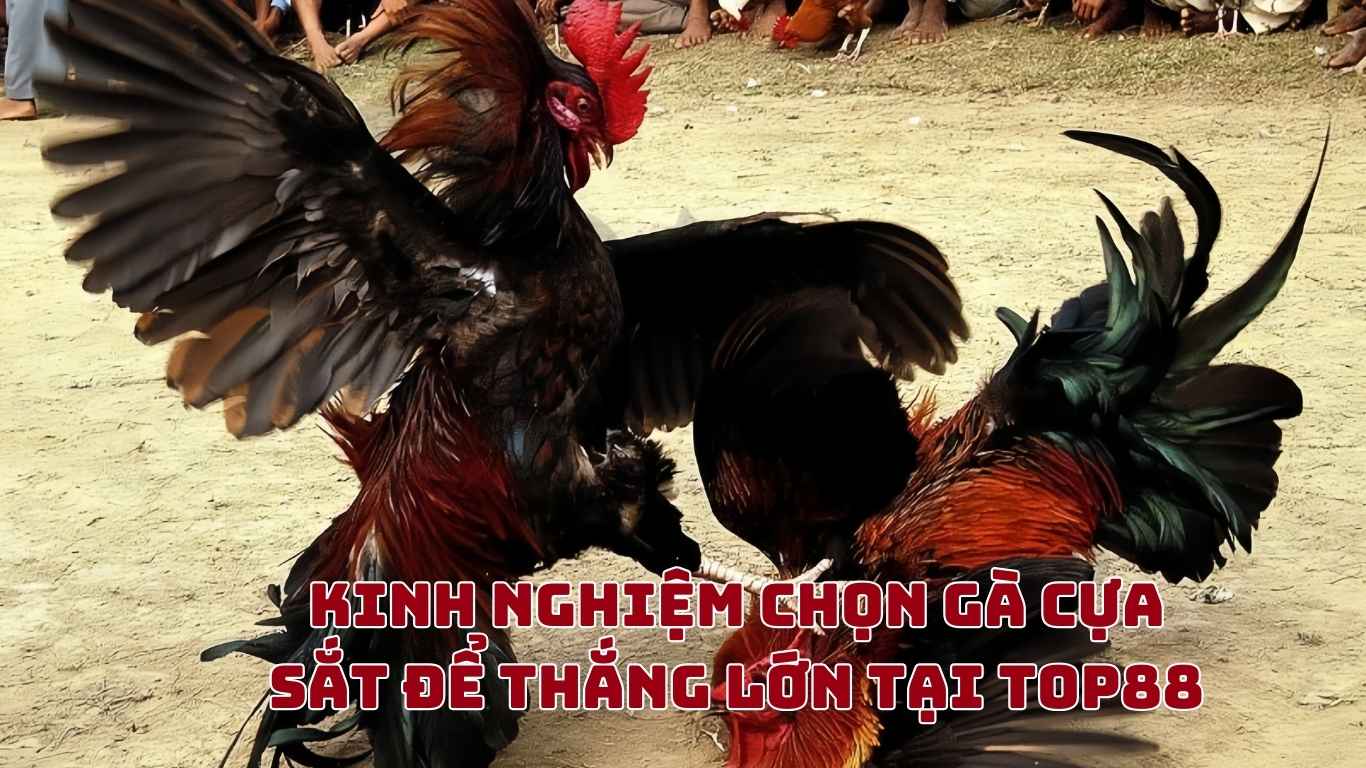 Dagacuasat - Cùng Top88 Tìm Hiểu Đá Gà Cựa Sắt Hôm Nay Bên Thomo