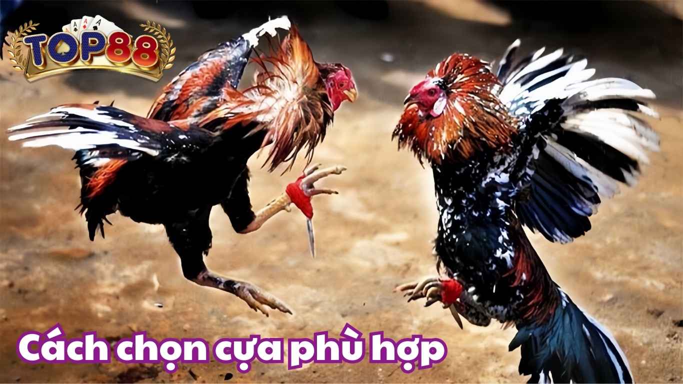 Khám Phá Đá Gà Cựa Dao Philippines Cùng Cổng Game Top88