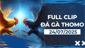 Tổng hợp video đá gà trực tiếp - Cập nhập mới nhất